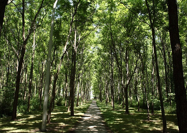 A tree-lined path leads through a sun-dappled forest.